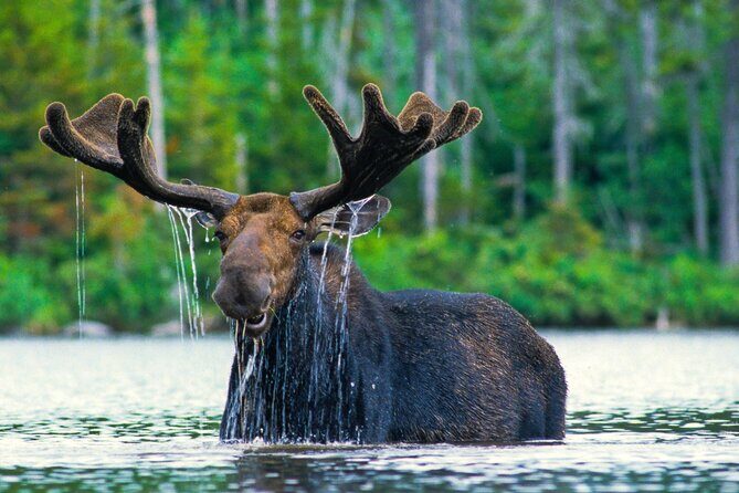 Sunset 4-Hour Grand Teton Wildlife Adventure - Key Points