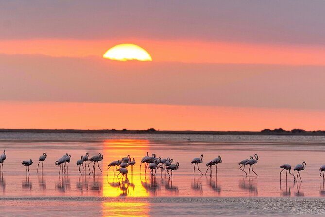 Sunset among flamingos in the Ebro Delta - Possible considerations for travelers