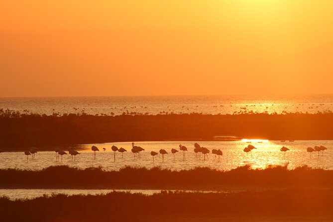 Sunset among flamingos in the Ebro Delta - What travelers say