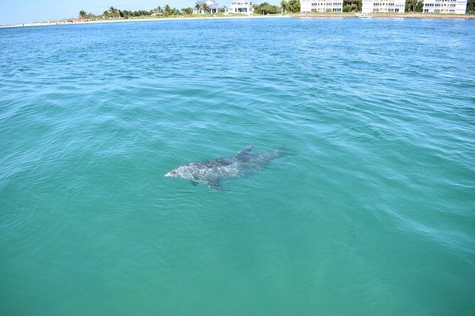 Sunset and Dolphin Cruise around Fort Myers Beach - The Value of This Tour