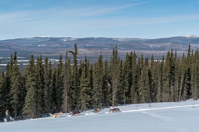 Sunset and Full Moon or Extended Ridge Top Mush - Experience the Magic of Dog Sledding with Sluice Box Sled Dogs in Fairbanks