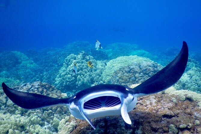 Sunset and Manta Ray Snorkel Adventure - Authentic Reviews and What They Reveal