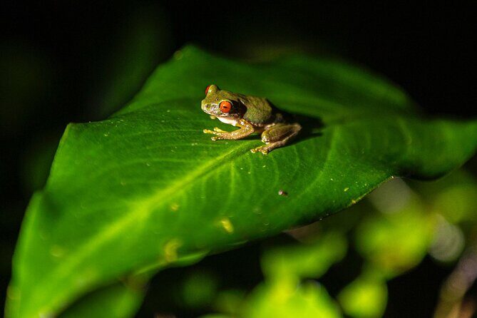 Sunset And Night Walk Guided Tour - Sunset And Night Walk Guided Tour in Monteverde: An Authentic Look at Costa Rica’s Nocturnal Wildlife