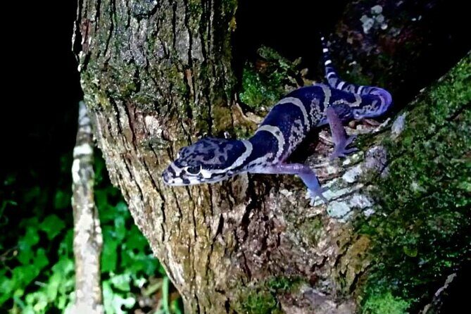 Sunset And Night Walk Guided Tour - Who Should Take This Tour?