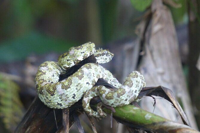 Sunset And Night Walk Guided Tour - FAQs