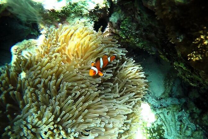 Sunset and Plankton Snorkeling by Speedboat from Phi Phi Don - Final Thoughts
