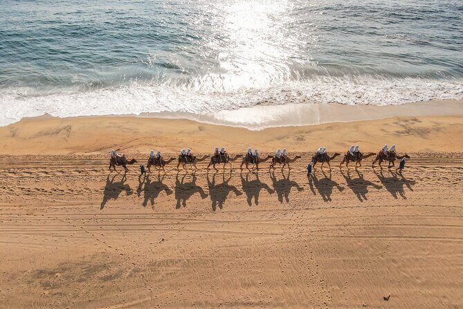 Sunset beach Camel ride with Mexican Buffet and Tequila Tasting - A Detailed Look at the Experience in Cabo
