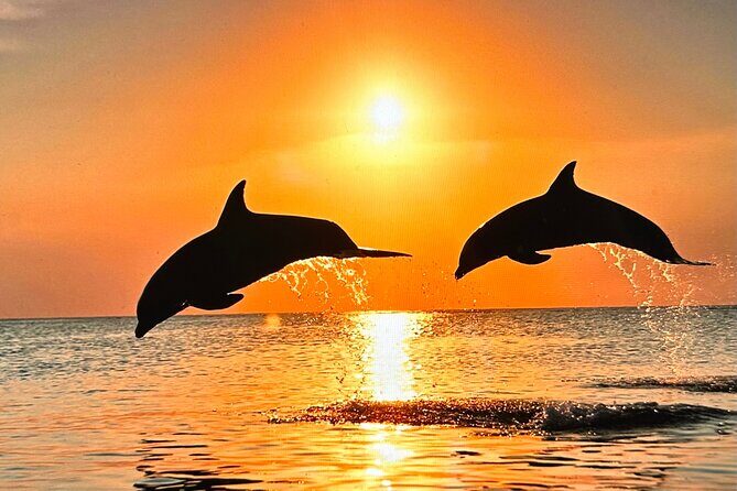 Sunset Bioluminescent Comb Jelly & Dolphin Tour - A Close Look at the Experience