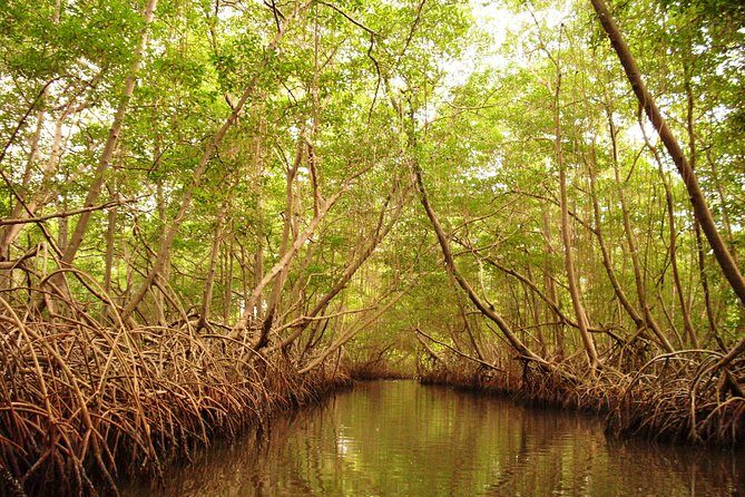 Sunset Boat Tour into Caroni Wetlands - Exploring the Caroni Wetlands: What to Expect