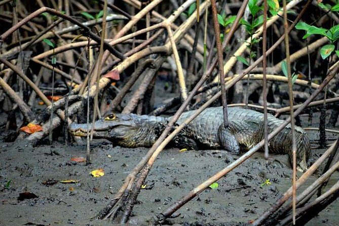 Sunset Boat Tour into Caroni Wetlands - The Experience: Authentic and Relaxing