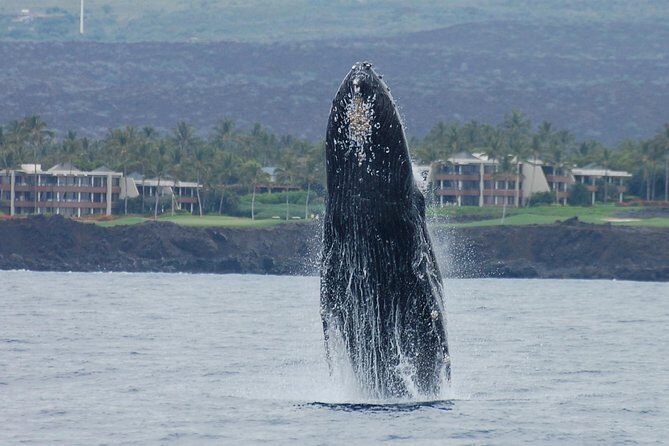Sunset Cruise with the Whales from Kawaihae Harbor - Key Points