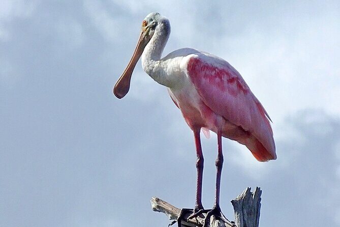 Sunset, Dolphin/Birding On A Private Guided Savannah Cruise - Final Thoughts