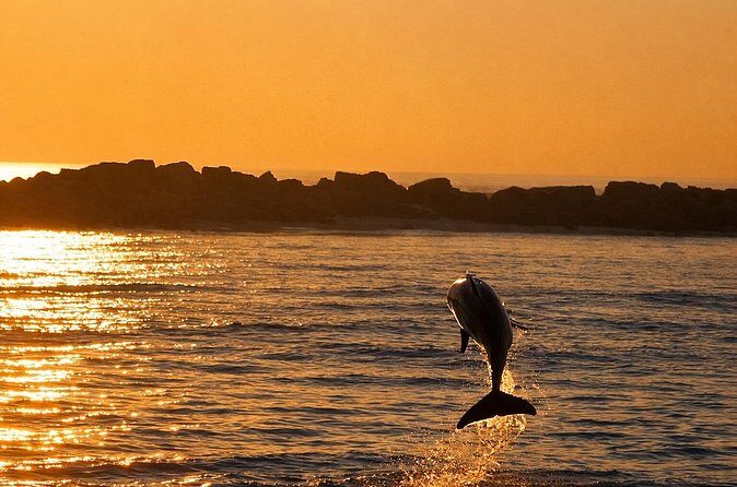 Sunset Dolphin Cruise in Panama City Beach - A Detailed Look at What to Expect