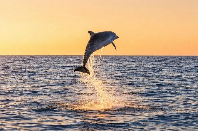 Sunset Dolphin Cruise in Panama City Beach - FAQs