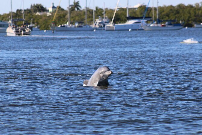 Sunset Dolphin Cruise with Sanibel Lighthouse Views - Sunset Dolphin Cruise with Sanibel Lighthouse Views