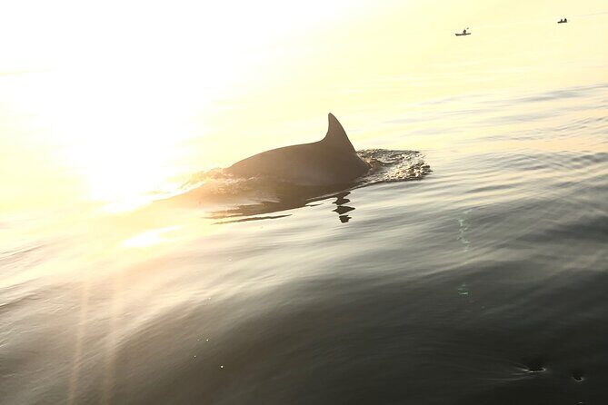 Sunset Dolphin Kayak Tours - An In-Depth Look at the Virginia Beach Sunset Dolphin Kayak Tour