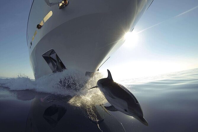 Sunset Dolphin Watching Boat Tour from Vrsar - Introduction: An Evening of Coastal Charm and Dolphin Encounters