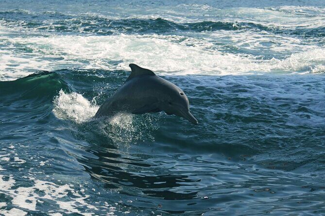 Sunset Dolphin Watching Boat Tour from Vrsar - Price and Value: Is It Worth It?