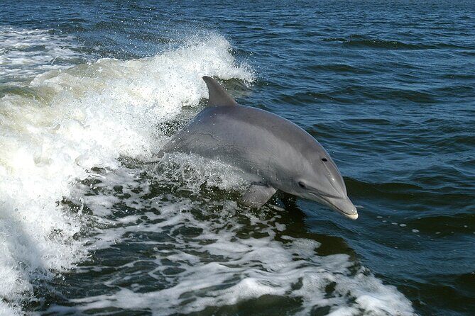 Sunset Dolphin Watching Boat Tour from Vrsar - In The Sum Up: A Relaxing Way to Watch the Sunset and Spot Dolphins
