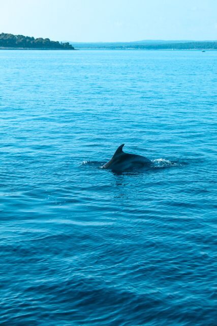 Sunset Dolphin Watching in Brijuni  All-Inclusive Boat Tour - A Detailed Look at the Sunset Dolphin Cruise