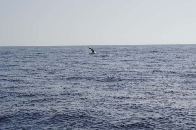 Sunset Dolphin Watching Tour on Hybrid Boat in Small Group - An In-Depth Look at the Sunset Dolphin Watching Tour