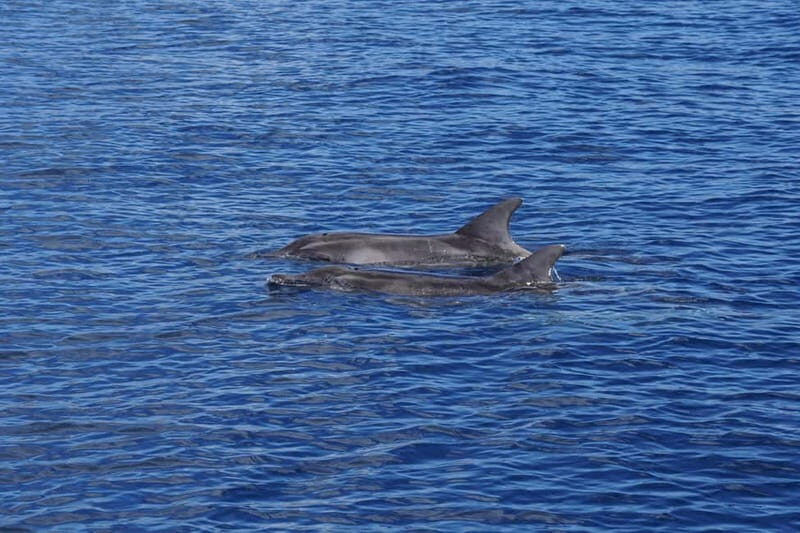 Sunset Dolphin Watching Tour on Hybrid Boat in Small Group - FAQ