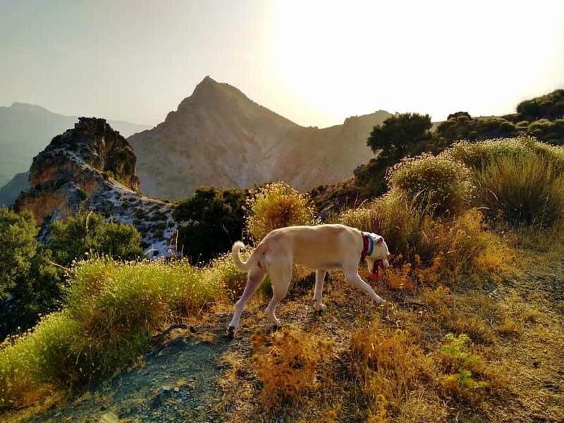 Sunset Hike & Summit Sierra Nevada with pup - Key Points