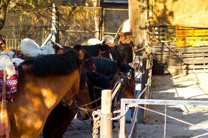 Sunset Horseback Riding - Sunset Horseback Riding in Mendoza: An Authentic Argentine Experience