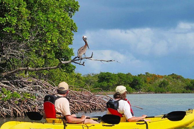 Sunset Kayak Tour in the Mangrove Lagoon, St Thomas - Key Points
