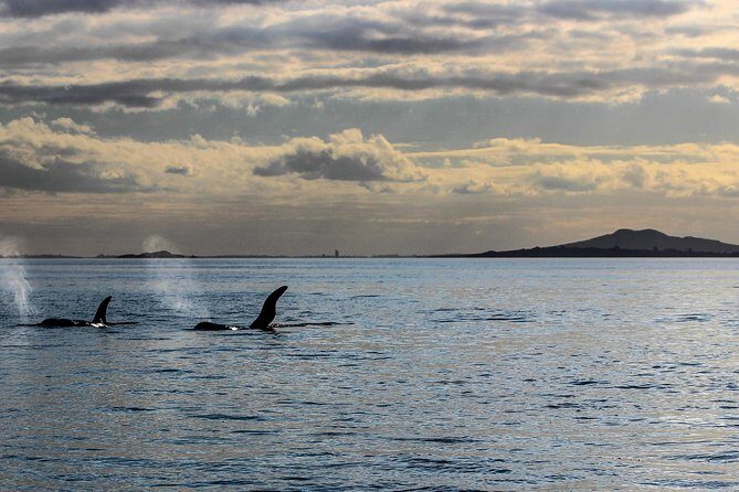 Sunset kayak tour to Rangitoto Island - Final Thoughts