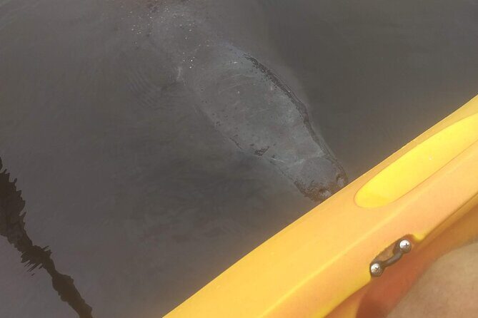 Sunset kayaking tour at Manatee Cove with Manatee & Dolphin sightings - Key Points