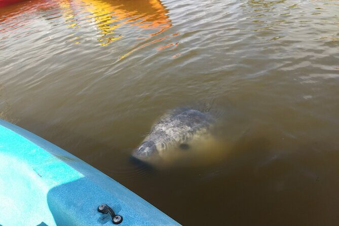 Sunset kayaking tour at Manatee Cove with Manatee & Dolphin sightings - Why This Tour Offers Good Value
