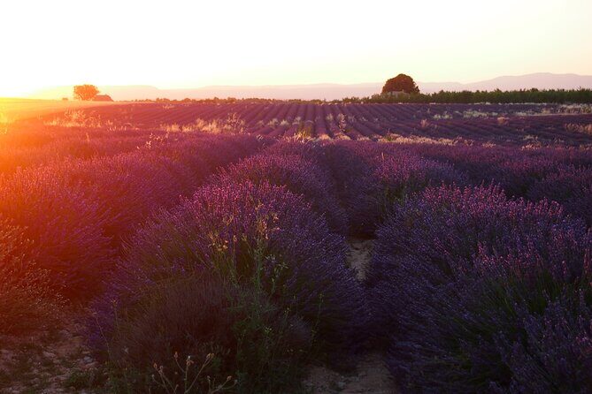 Sunset Lavender Tour in Valensole with pickup from Marseille - Why This Tour Stands Out