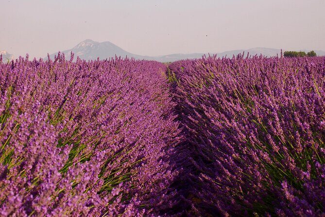 Sunset Lavender Tour in Valensole with pickup from Marseille - Authenticity and Customer Experiences