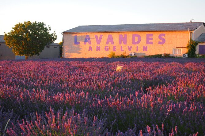 Sunset Lavender Tour in Valensole with pickup from Marseille - The Sum Up
