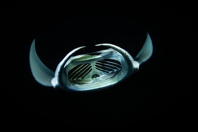 Sunset Manta Ray Tour in Kailua-Kona - Key Points