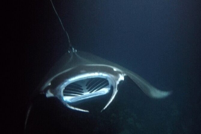 Sunset Manta Ray Tour in Kailua-Kona - Frequently Asked Questions