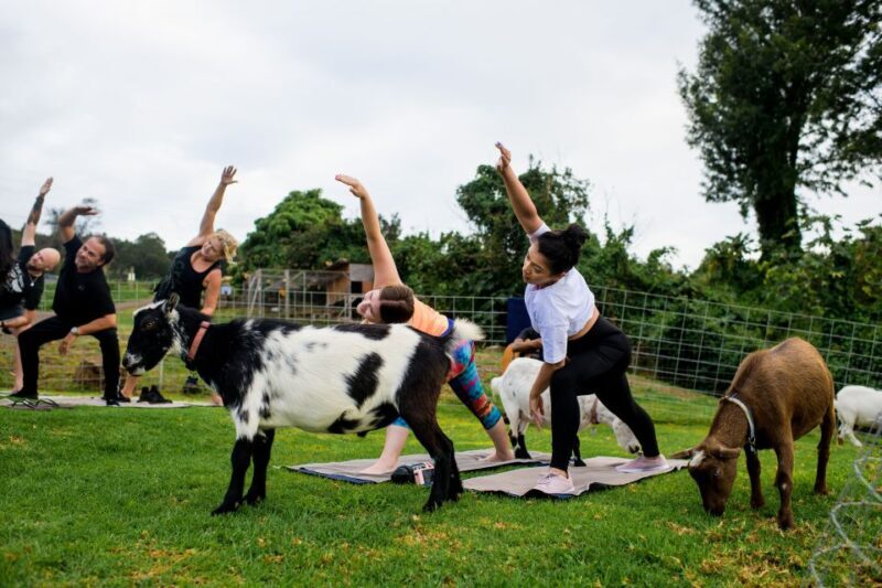 Sunset Maui Goat Yoga with Live Music - Additional Practical Tips