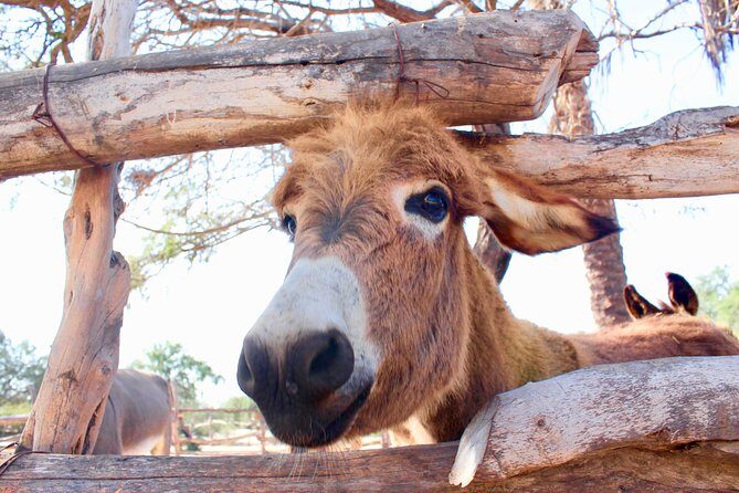 Sunset Pacific Donkey Hiking Tour - FAQ
