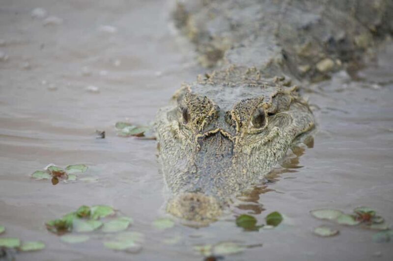 Sunset safari, alligators and capybaras. - Key Points