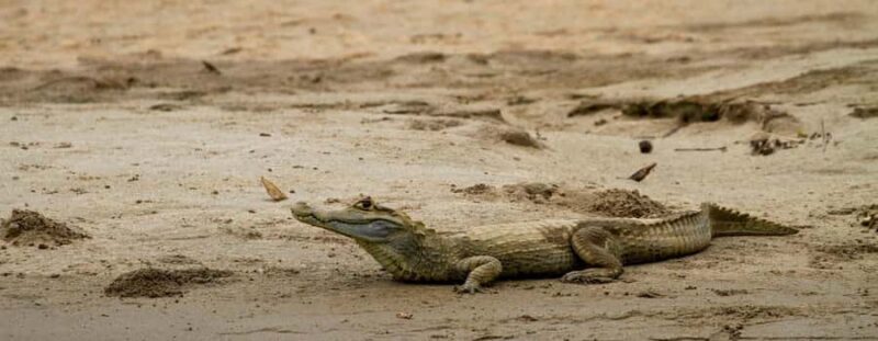 Sunset safari, alligators and capybaras. - Who Should Consider This Tour?