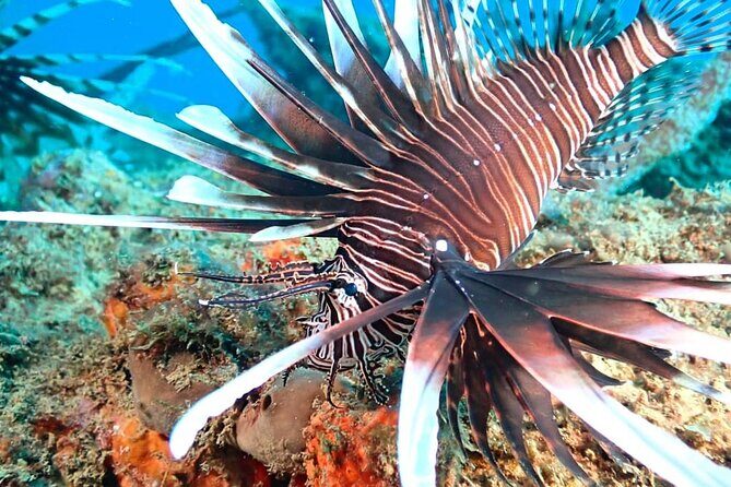 Sunset Snorkeling - A Deep Dive into the Experience