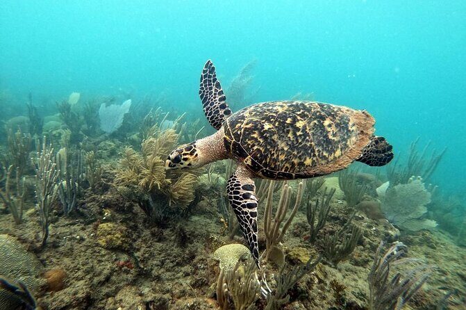 Sunset Snorkeling - FAQs