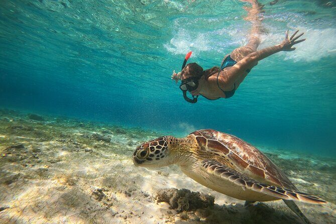 Sunset Snorkeling with Picture & Video in Gili Meno Turtle - The Sum Up