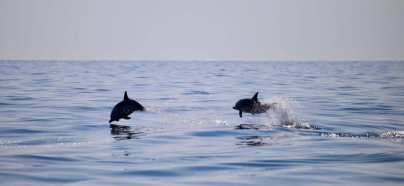 Sunset Tour and Searching Dolphins - Final Verdict