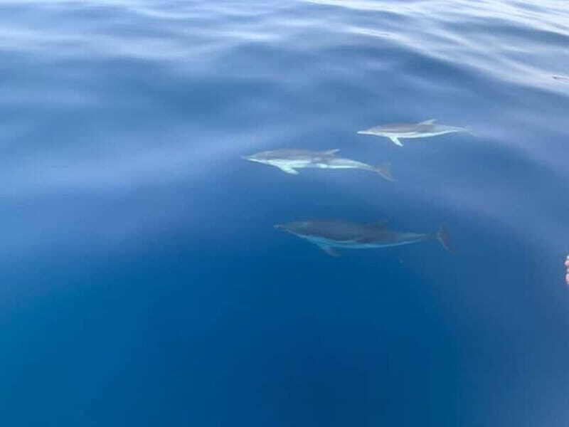 Sunset tour in search of dolphins with aperitif - An Authentic Sicilian Sunset: Dolphins, Coastlines, and Delicious Bites