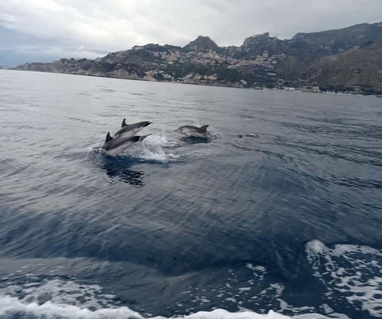 Sunset tour in search of dolphins with aperitif - Who Will Love This Tour?