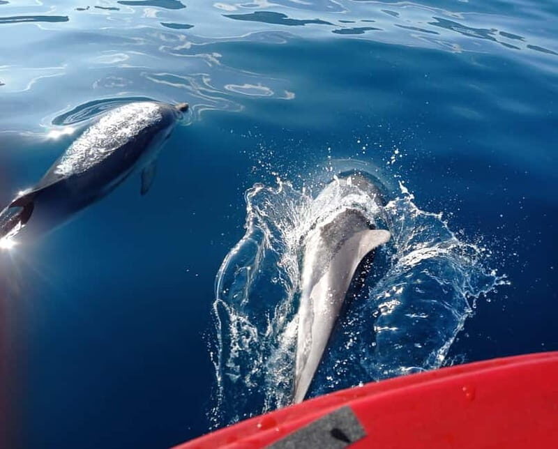 Sunset tour in search of dolphins with aperitif - The Sum Up: A Genuine Slice of Sicily’s Coast