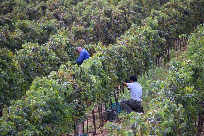 Sunset Tour with visit and guided tasting of 5 wines and local products - An In-Depth Look at the Sunset Wine Tour Near Alghero
