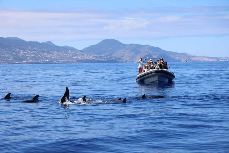 Sunset Trip + Dolphin & Whale Watching - Speed Boat - Why This Tour Works for Different Travelers